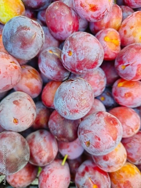 Obraz Plum growing in the garden on the branches.  Ripe wild plums on a tree in summer. Purple and red fruit ready for picking. 