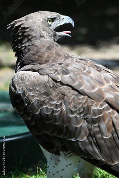 Fototapeta Martial eagle