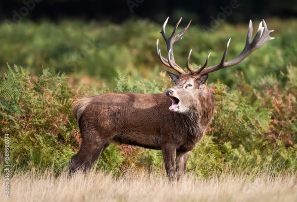Fototapeta Portrait of a red deer stag calling during the rut in autumn