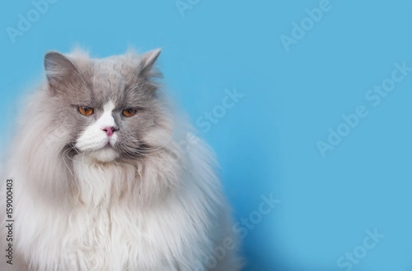 Fototapeta симпатичный пушистый кот британской породы на голубом фоне