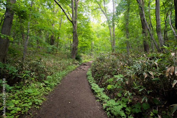 Fototapeta 森の中の登山道 / 北海道 札幌市 藻岩山