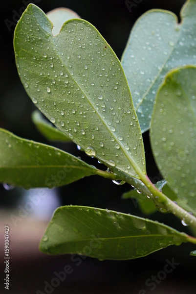 Obraz Vibrant green leaves covered in countless water droplets, highlighting the texture and veins of the leaves. The dark, softly blurred background enhances the freshness and brightness of the plant