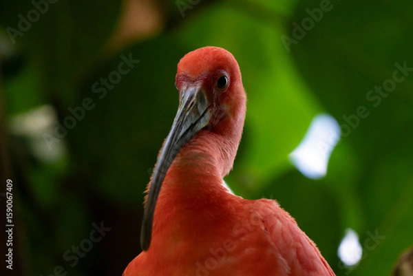 Fototapeta scarlet ibis is perched on a tree limb high above in the jungle forest