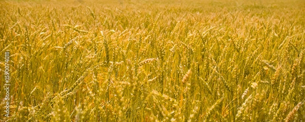 Obraz Bright golden wheat field at sunset. Wheat field ripening period | Horizontal image. Agricultural concept