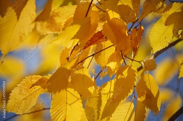 Obraz 紅葉(黄)-３