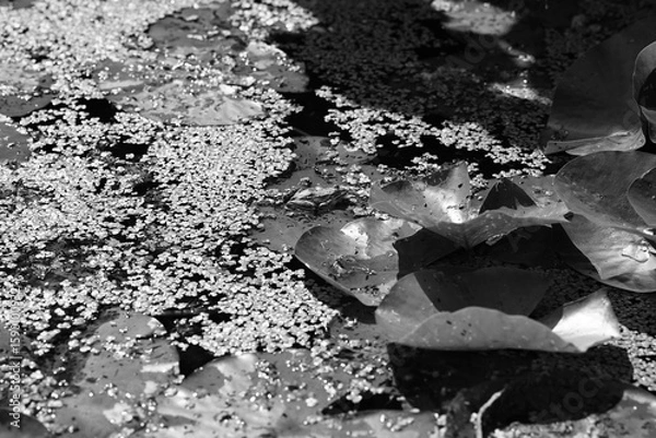 Fototapeta abstract background texture