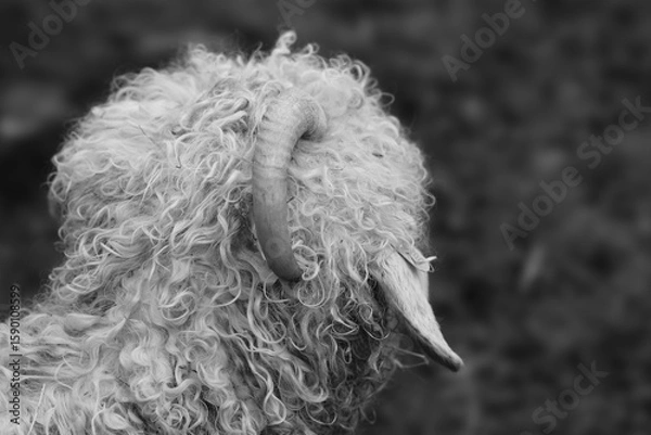Fototapeta sheep in a field