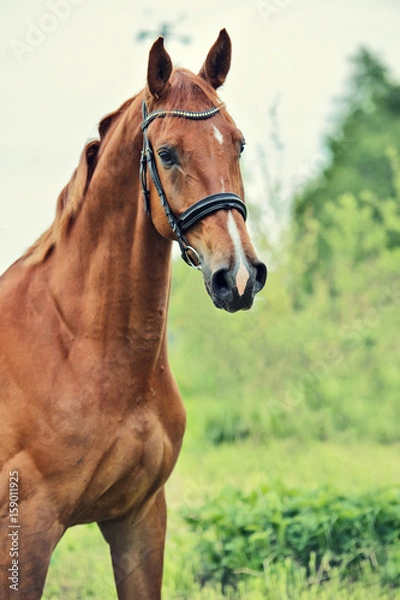 Fototapeta portrait of sportive chestnut horse