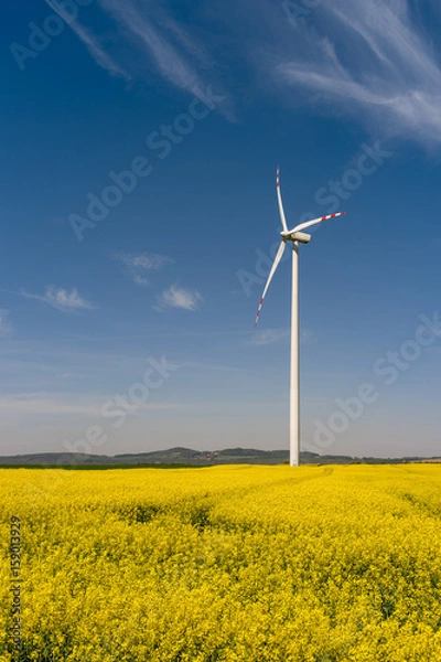Fototapeta Wind turbine in a blooming canola field
