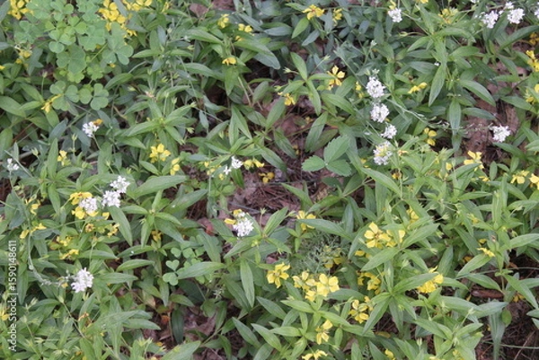 Obraz green and yellow flowers