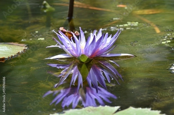 Fototapeta water lily reflection