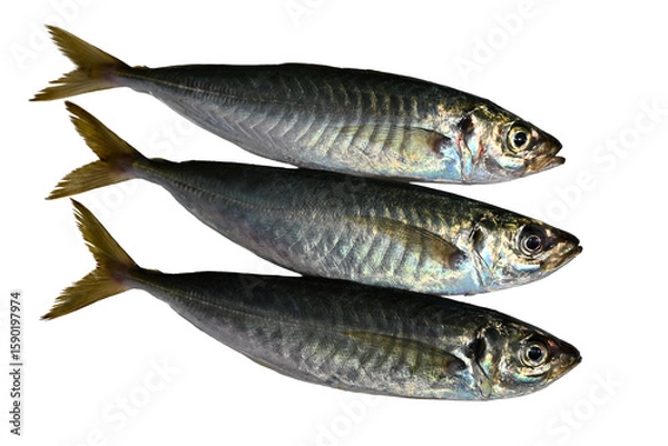 Obraz 新鮮な３匹のアジ