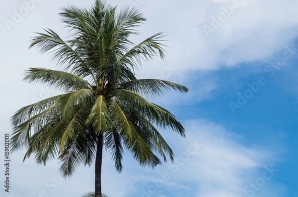 Fototapeta Beautiful single coconut tree with blue and cloudy sky in the background