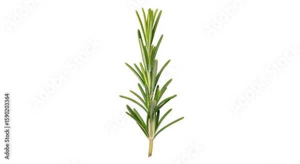 Fototapeta Isolated Fresh Rosemary Sprig