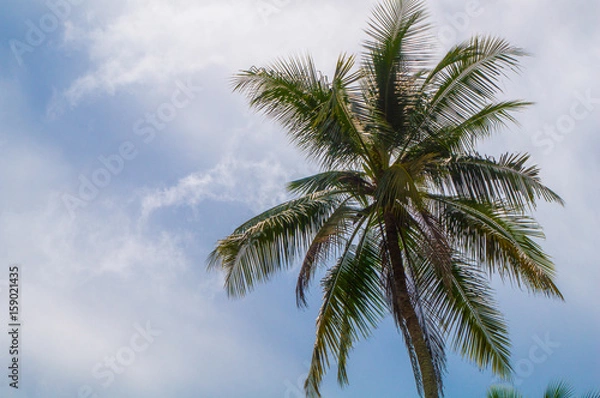 Fototapeta Beautiful palm tree in the tropical sun (with text space)