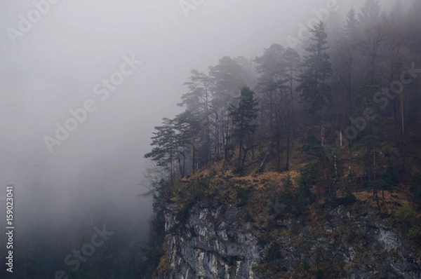 Fototapeta Mysterious alpine forest covered by mist