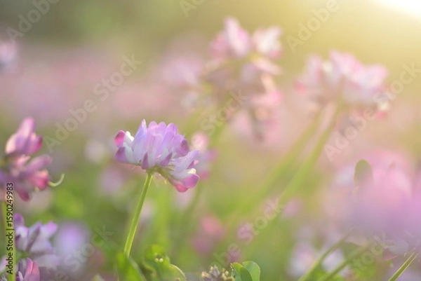 Fototapeta れんげ草