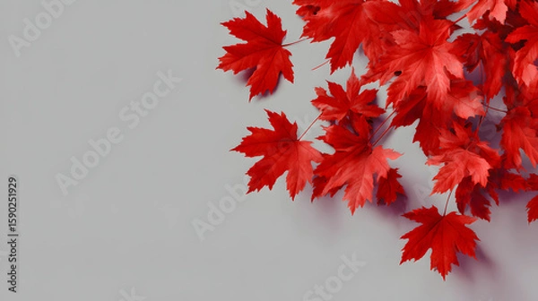 Fototapeta Red Maple Leaves on Gray Background