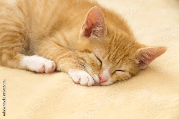 Obraz tired red kitten