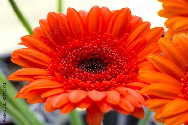 Obraz Gerbera flower