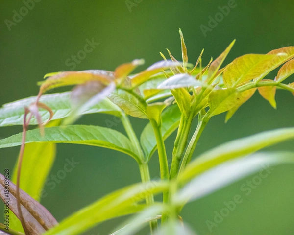 Fototapeta New sapling just started growing