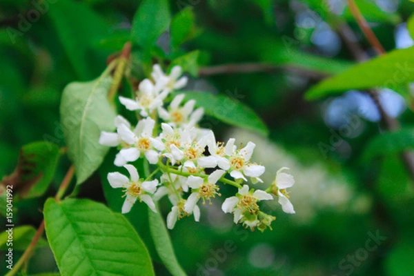 Fototapeta Flowers on a tree