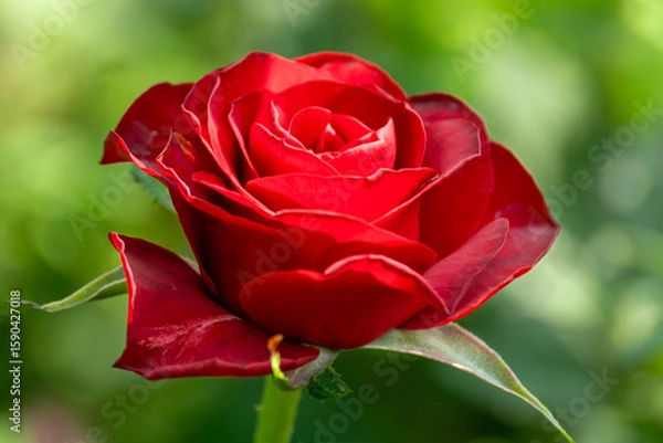 Fototapeta Close up of a vibrant red rose in full bloom, captured in natural sunlight with a soft green background. A perfect symbol of love, romance, and beauty in nature