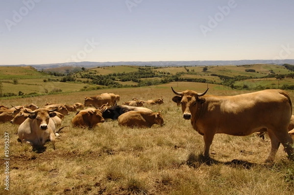 Fototapeta vache aubrac