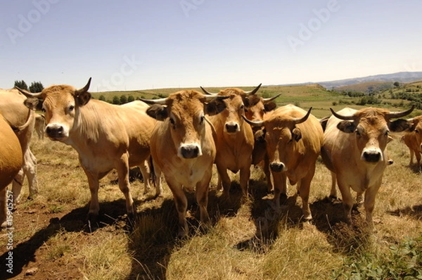 Fototapeta vache aubrac