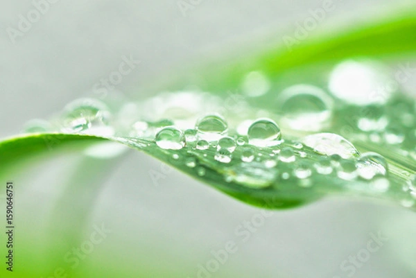 Obraz 水滴が多数残る雨の後の葉っぱ