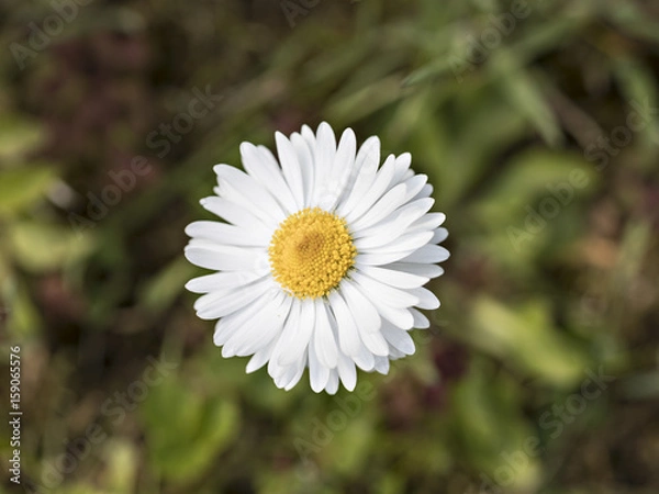 Obraz Daisy Flower Spring