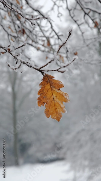 Fototapeta The last autumn oak leaf, a symbol of resilience, clings to a branch in the first winter snow