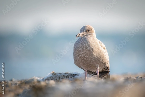 Fototapeta Seagull Standing Beside Dead Bird on Beach — Wildlife and Nature Scene