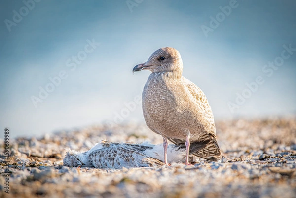 Fototapeta Seagull Standing Beside Dead Bird on Beach — Wildlife and Nature Scene
