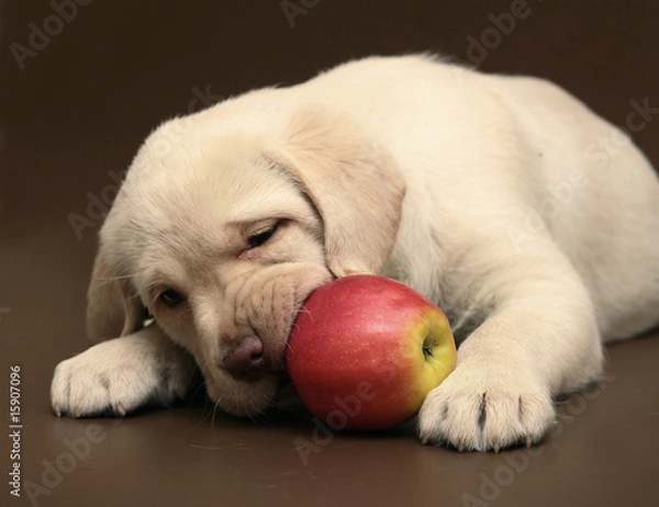 Fototapeta Puppy with an apple.