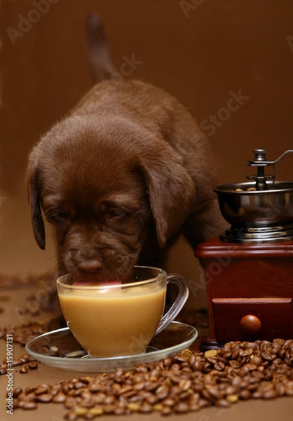 Obraz The puppy drinking coffee.