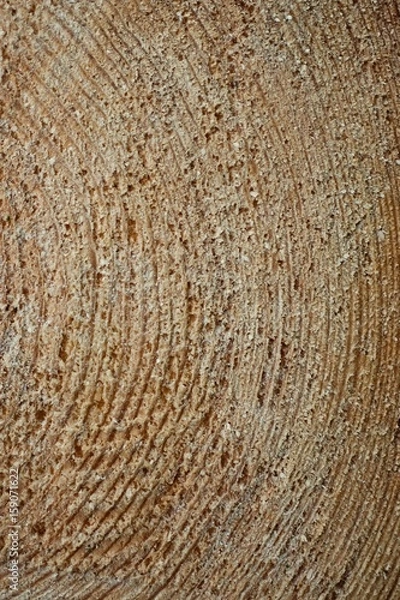 Fototapeta Tree cross section