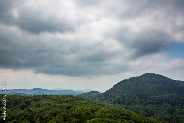 Fototapeta Pfälzer Wald