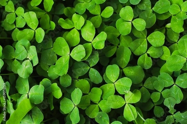 Fototapeta Сlover foliage