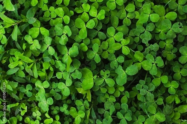 Fototapeta Сlover foliage