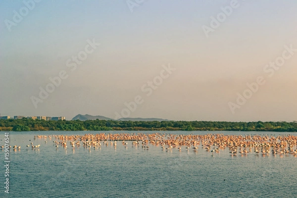 Fototapeta Thousands of Pink Flamingos relaxing on the Lake