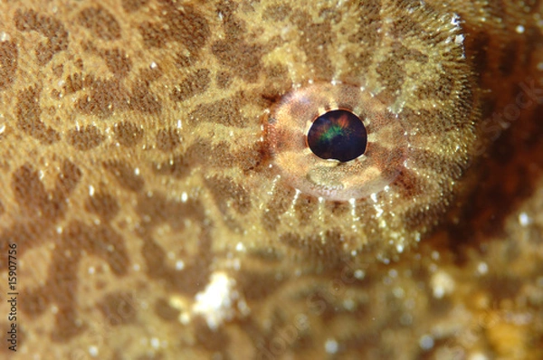 Obraz Auge Krötenfisch