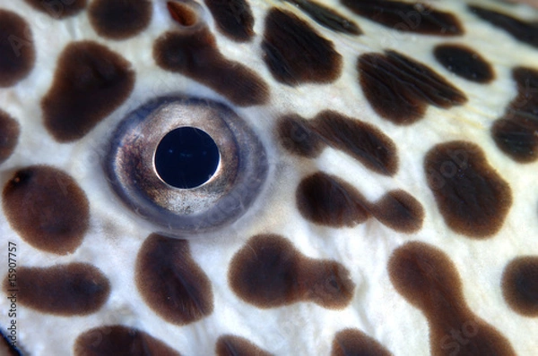 Obraz Auge Netzmuaene