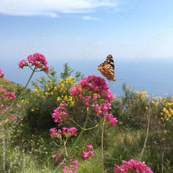 Obraz farfalla su fiore 