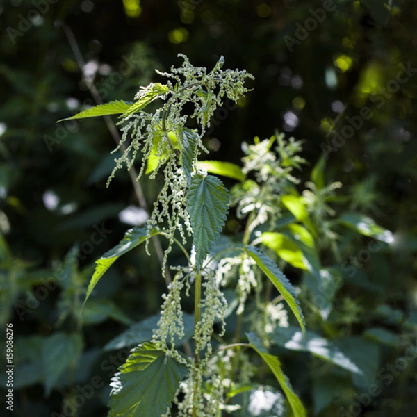 Fototapeta Brennessel 1x1