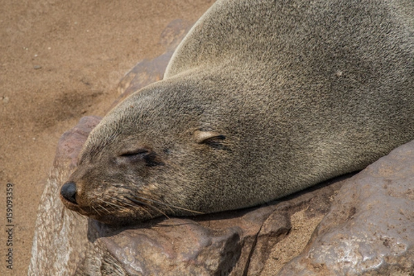Obraz Sea wolves resting in Cape cross - Namibia