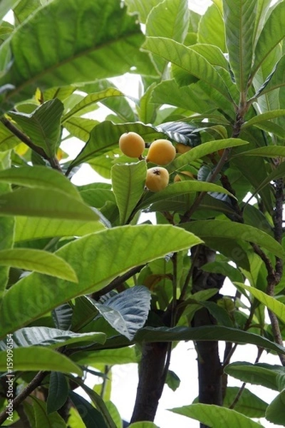 Obraz loquat