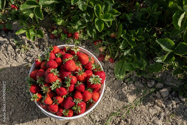 Fototapeta red ripe strawberry in white plastic bucket on the ground in a farm