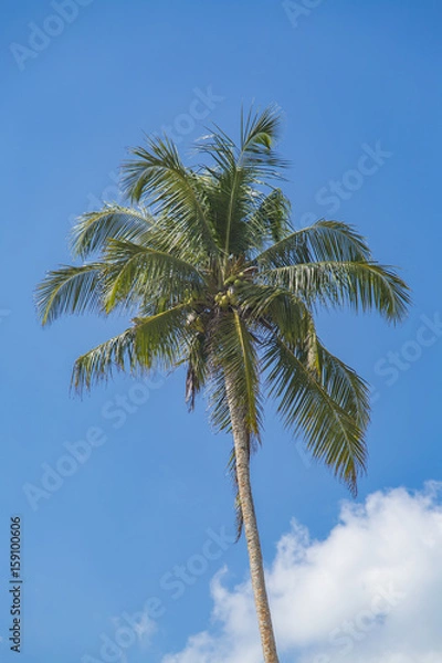 Fototapeta Palm on Mirissa beach in Sri Lanka
