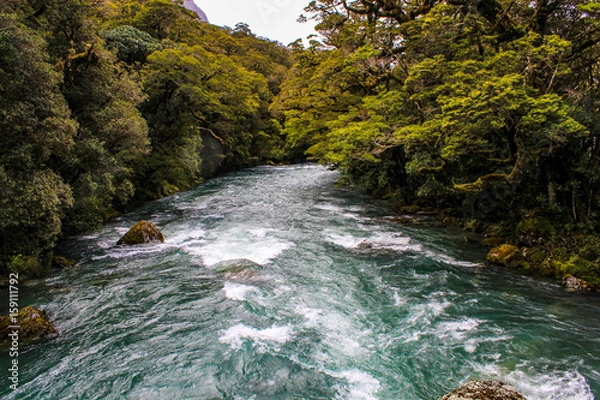 Obraz River and Jungle